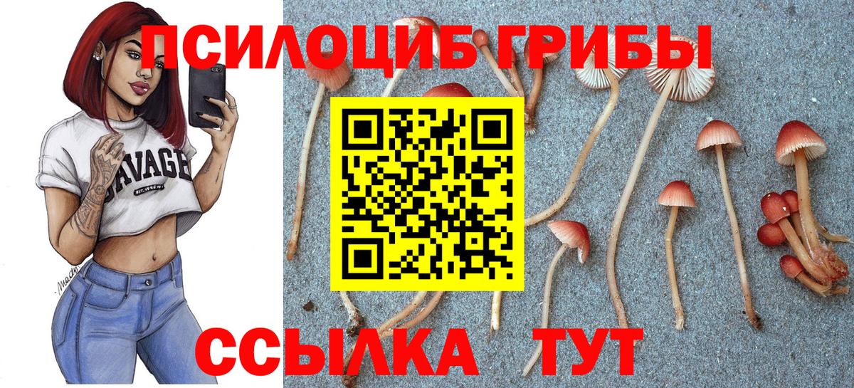 Абинск  Галлюциногенные грибы Psilocybe  Вход с VPN 